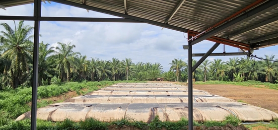 La déshydratation des tubes géotextiles est utilisée pour aider à transformer les déchets de l'usine d'huile de palme en engrais